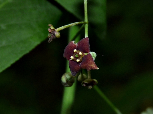 {Euonymus atropurpureus}